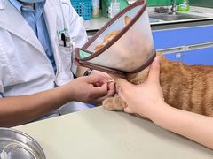 -瑞派动物医院·猫专科·至诚(江南中分院)