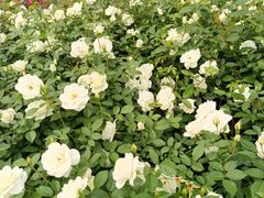 -人民公园(罗湖区)