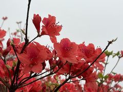 -大围山国家森林公园
