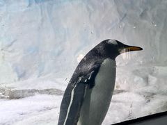 -海合安成都极地海洋公园