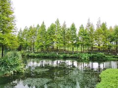 -绍兴镜湖国家城市湿地公园