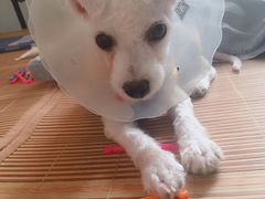 -康乐宝动物医院