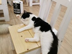 -李小姐の猫咖啡馆(五角场店)