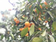 -前小桔亲子创意农场·草莓采摘·露营烧烤