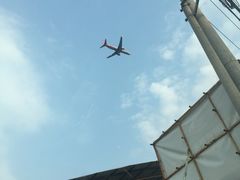 -龙大花卉苗木市场