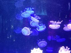 -左海海底世界