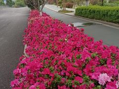 -三垟湿地