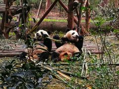 景点-成都大熊猫繁育研究基地