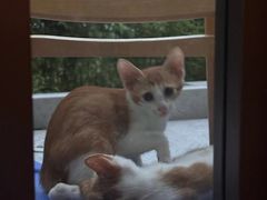 -瑞派康怡24h宠物医院·犬猫医疗中心·微创绝育(瑞景分院)
