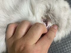 -佳雯宠物医院·皮肤科·内外科(春晓路分院)