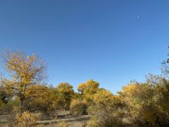 -金塔沙漠胡杨林景区
