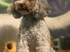 -more than meow吴止猫主题餐厅(承德 中船汇店)