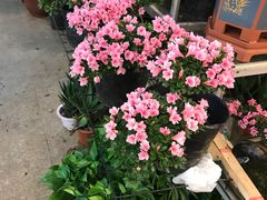 -双季花艺园艺市场(浦东店)