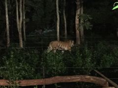 -清迈夜间动物园