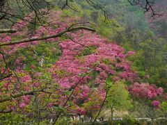 -木兰云雾山