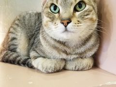 -猫儿山۰猫主题餐厅