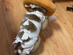 -纳吉亚猫专科动物医院博雅分院