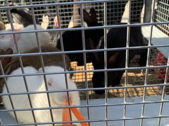 -宿豫区运河湾森林动物园