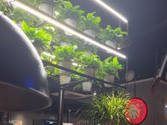 -猫抓烤肉(观音桥九街店)