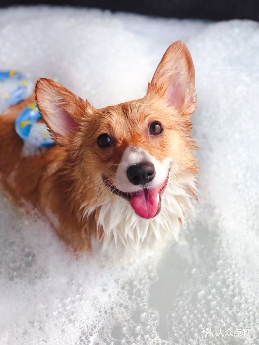 pony pet shop 小马儿宠物宠物慕斯泡泡浴spa图片