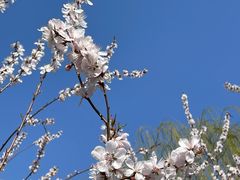 -桃花堤公园