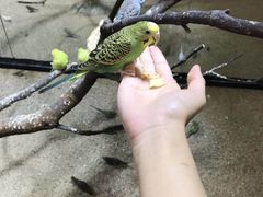 -上海大自然野生昆虫馆(东方明珠·爬宠昆虫探索中心)