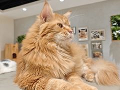 -藏猫猫咖啡主题馆(中央大道店)