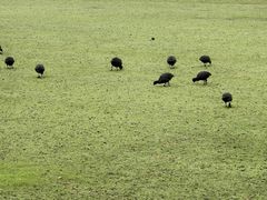 -墨尔本皇家植物园