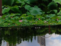 -陈家山荷花公园