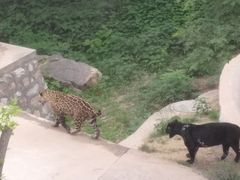 -石家庄市动物园