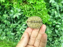 -灵龟之家百象馆(百象馆联合旗舰店)