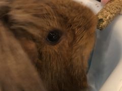 -藦茜花园宠物主题亲子互动体验馆(国顺东路店)