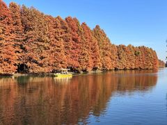 -上海海湾国家森林公园