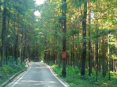 -重庆睡佛山森林公园
