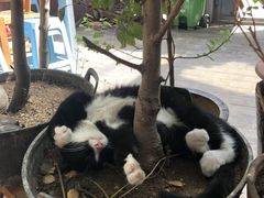 -新疆狼爷烤肉(宋庄店)