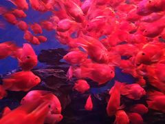 -多彩贵州城极地海洋世界