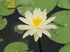 -嘉北郊野公园