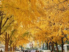 -三里屯东五街银杏大道