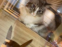 -白兔子密室(长寿路店)