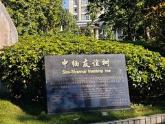 -中缅友谊树