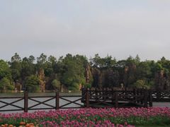-上海鲜花港