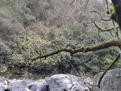 -石台牯牛降景区