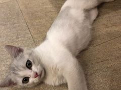 -宠颐生宠物医院·心肾内科·猫专科诊疗中心宠巢店