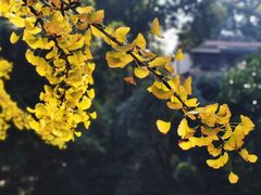 -香园自助小火锅