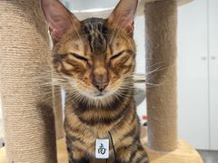 -楼上猫咖(罗湖店)