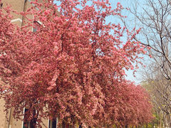-山东大学(洪家楼校区)
