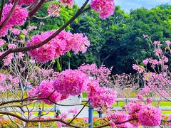 -深圳湾公园(南山区)