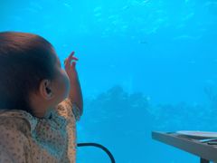 -海棠湾洲际-涛·海底餐厅·美人鱼·自助餐·海底隧道