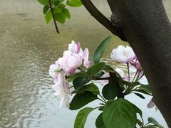 -海棠花溪(元大都城垣遗址公园)