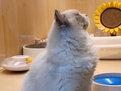 -momokira米努特·德文卷毛猫·棉花面纱犬